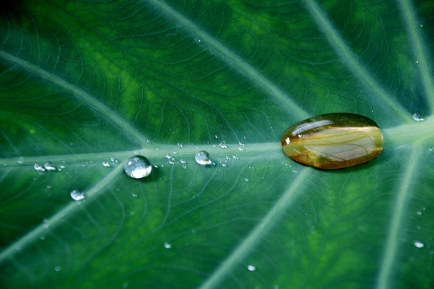 drops-plant-leaves-43481_1920