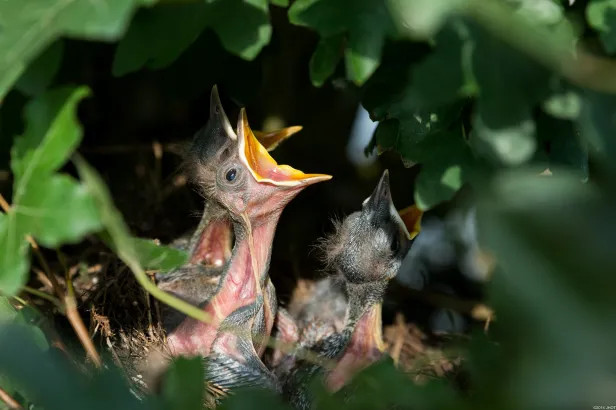 nest-384896_1920