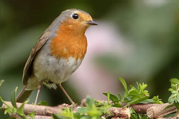 robin-1376816_1280